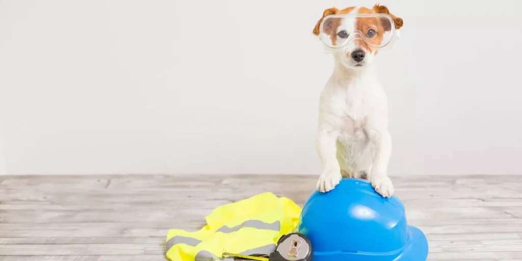 Why Should You Invest in Durable Outdoor Gear for Your Pet?