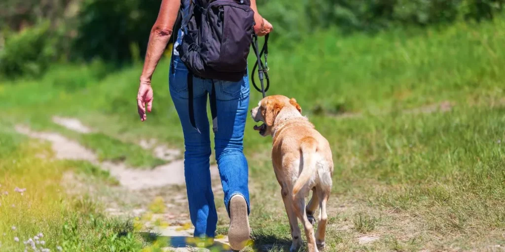 How Do You Choose the Best Outdoor Pet Leash for Hiking?