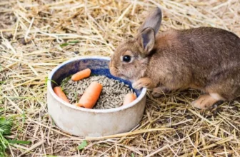 What Should You Consider When Choosing Small Animal Food?